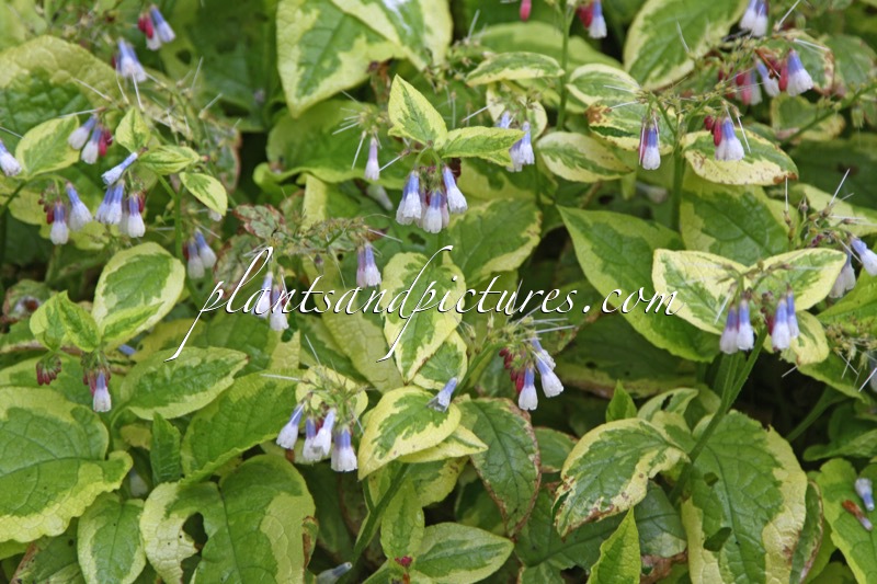 Symphytum grandiflorum ‘Goldsmith’