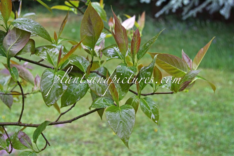 Nyssa sinensis ‘Forde Abbey’