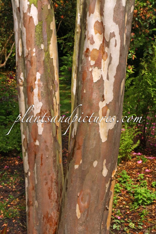 Stewartia pseudocamellia