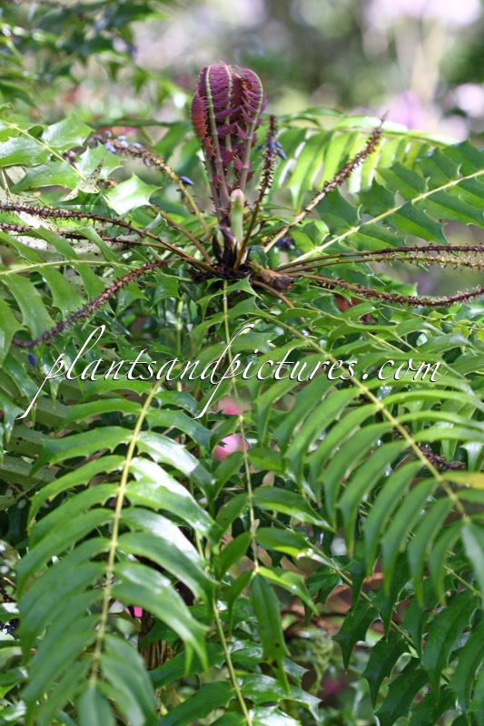 Mahonia oiwakensis subsp. lomariifolia