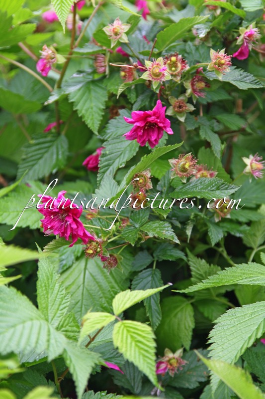 Rubus spectabilis ‘Olympic Double’