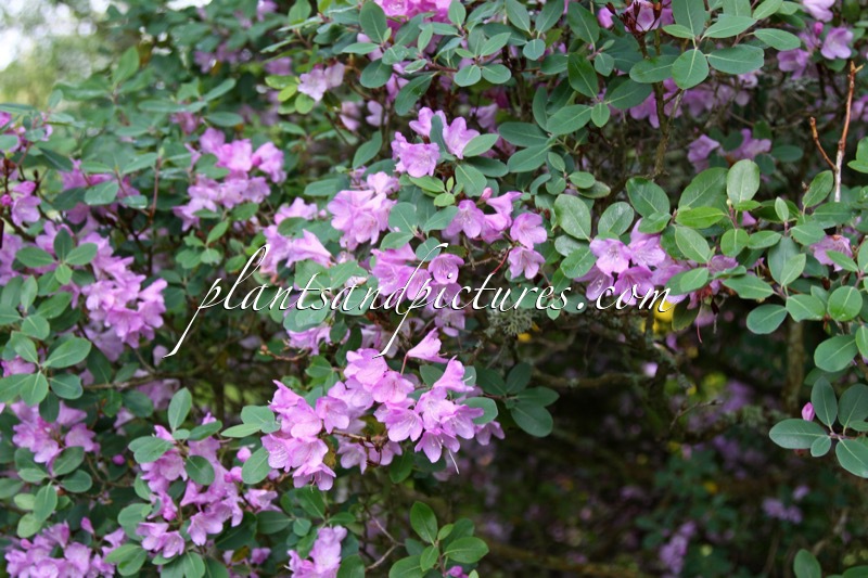 Rhododendron timeteum