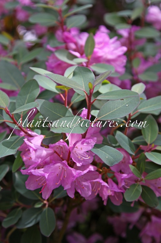 Rhododendron timeteum