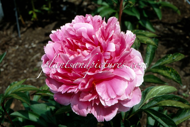 Paeonia ‘First Lady’