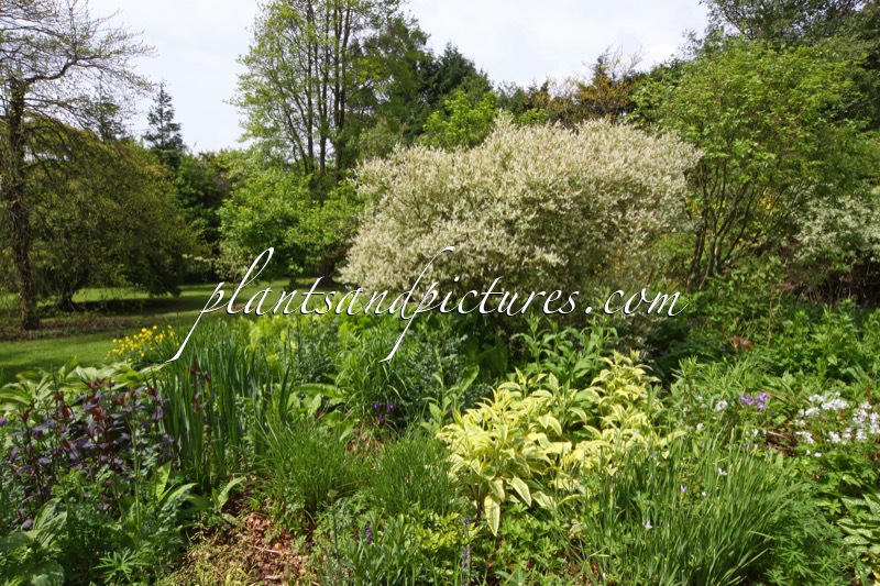 Salix integra ‘Hakuro-nishiki’
