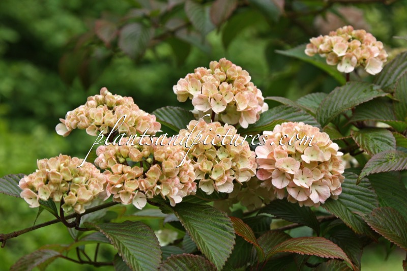 Viburnum plicatum ‘Rosace’