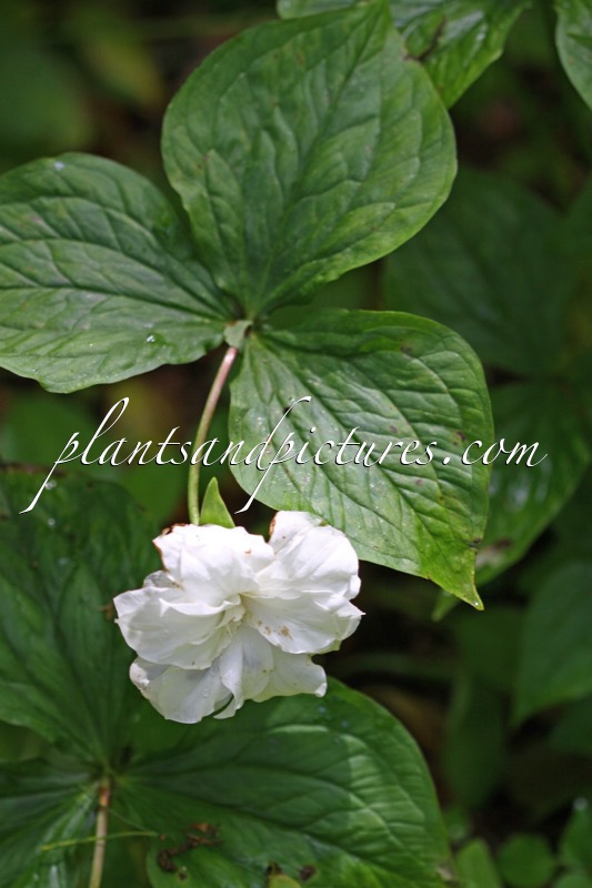 Trillium grandiflorum ‘Plenum’