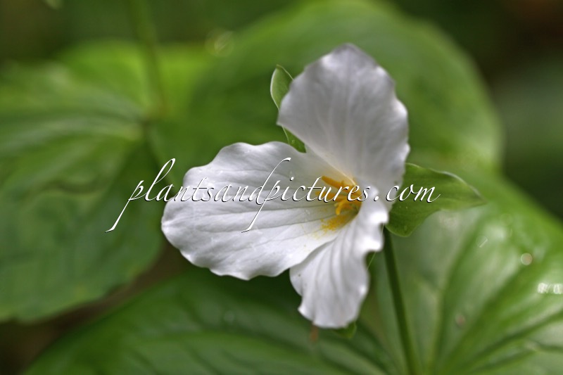 Trillium grandiflorum