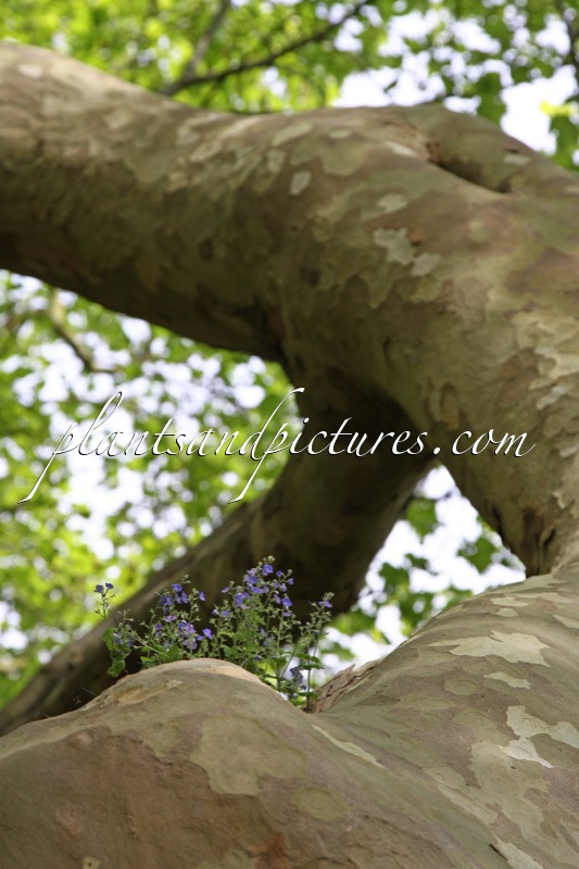 Veronica hederifolia (+Platanus orientalis)