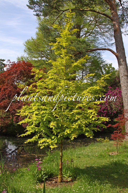 Metasequoia glyptostroboides ‘Ogon’ (GOLDRUSH)