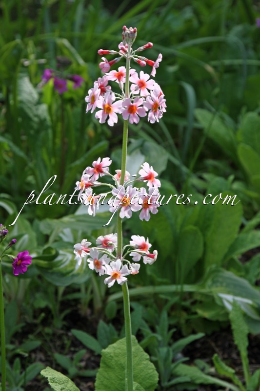 Primula japonica ‘Apple Blossom’