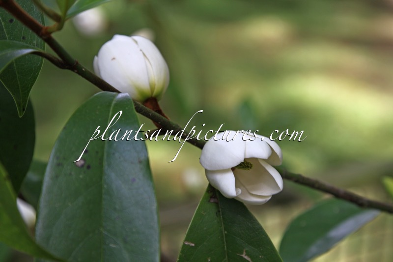 Magnolia doltsopa