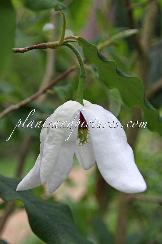 Magnolia sieboldii var. chinensis