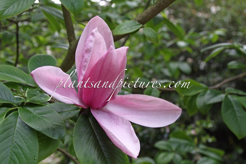 Magnolia ‘Star Wars’