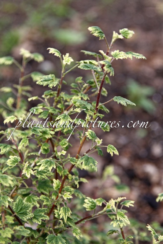 Ribes sanguineum ‘Taff’s Kim’