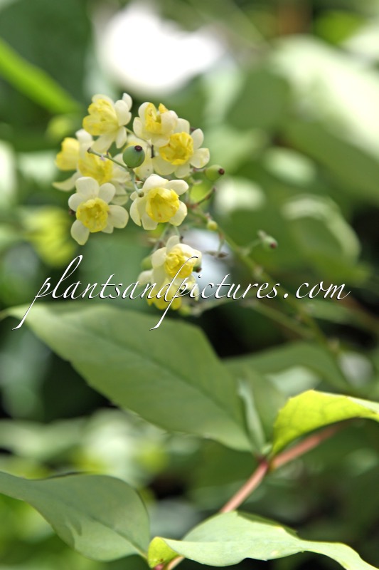 Mahonia lanceolata