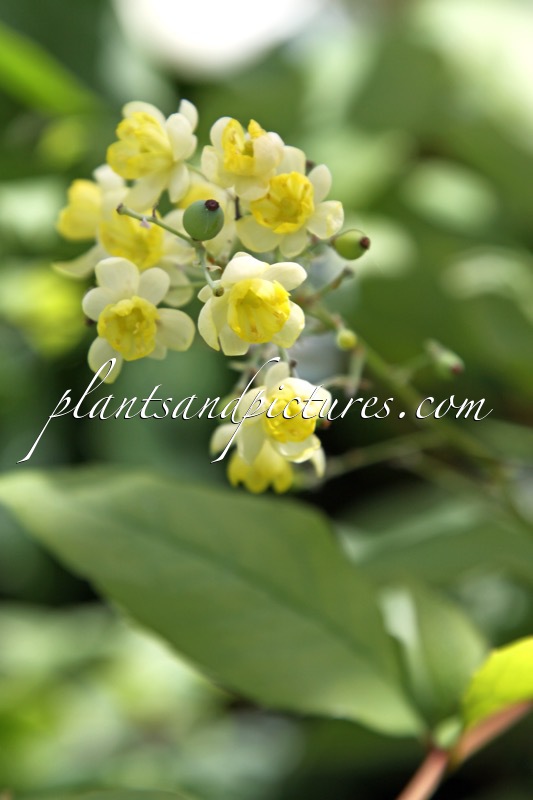 Mahonia lanceolata