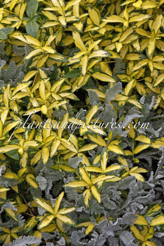 Vinca minor ‘Illumination’