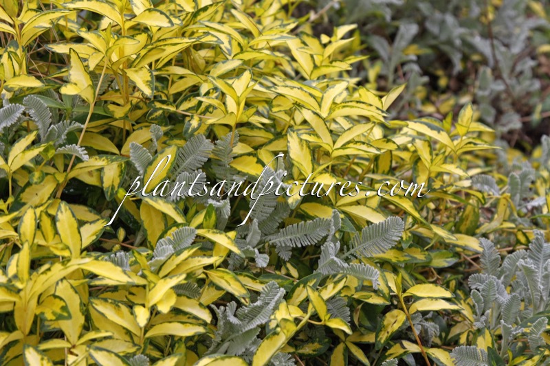 Vinca minor ‘Illumination’