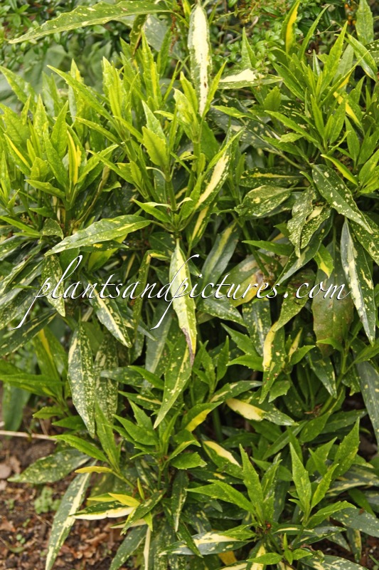 Aucuba japonica