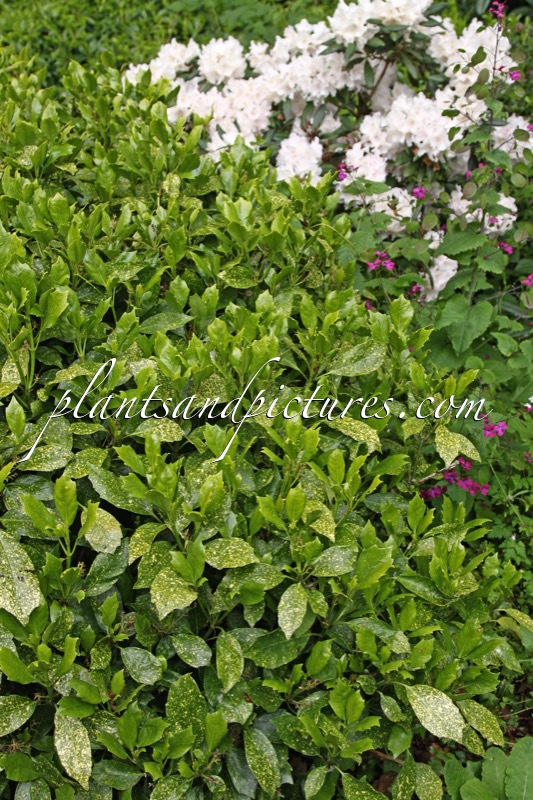 Aucuba japonica ‘Pepperpot’