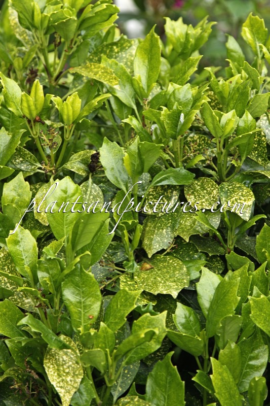 Aucuba japonica ‘Pepperpot’