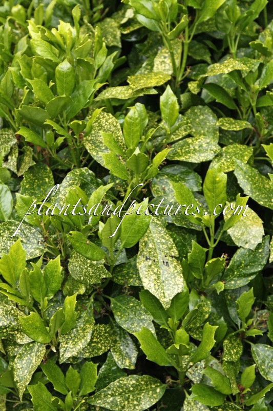 Aucuba japonica ‘Pepperpot’