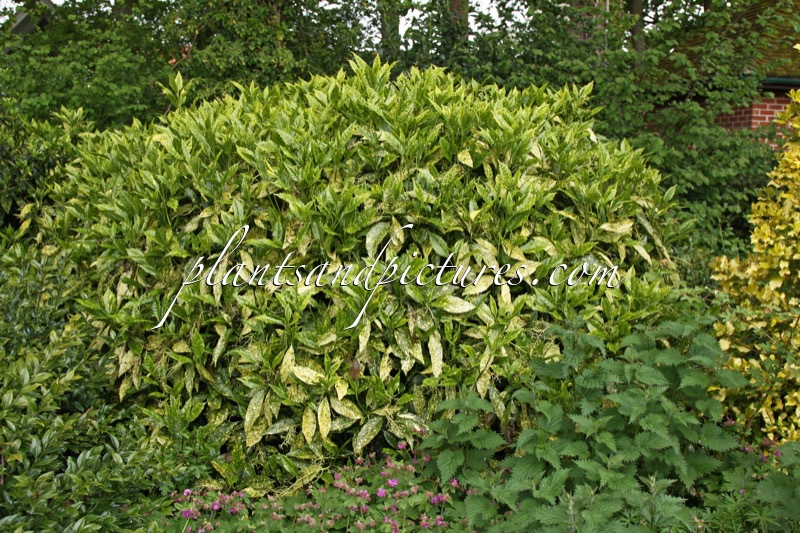 Aucuba japonica ‘Golden King’