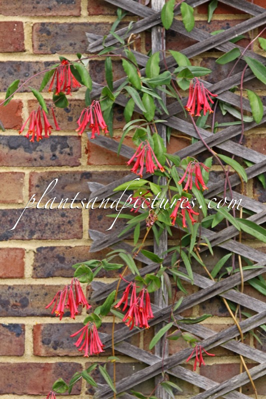 Lonicera sempervirens ‘Cedar Lane’