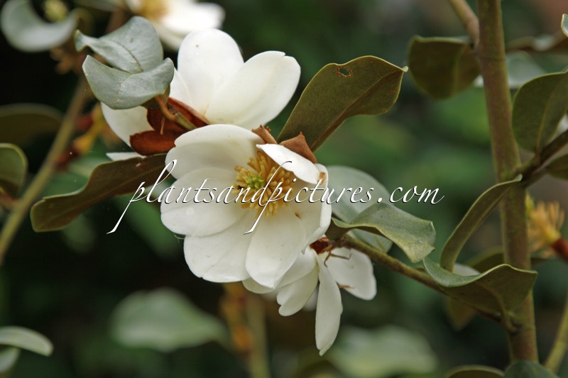 Magnolia ‘Gale’s Favourite’