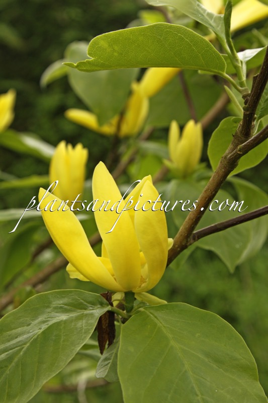 Magnolia ‘Daphne’