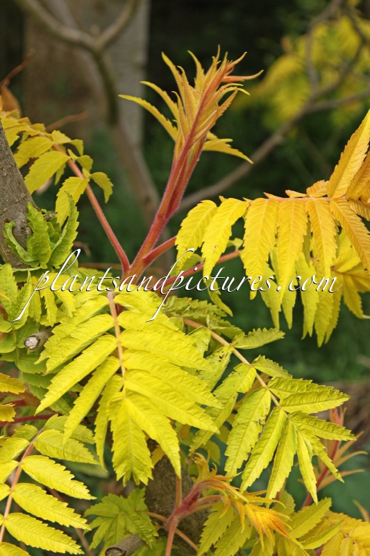 Rhus typhina ‘Sinrus’ (RADIANCE)