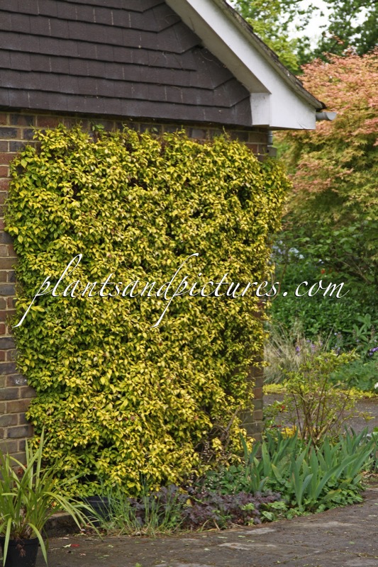 Trachelospermum jasminoides ‘Golden Memories’