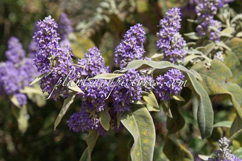 Buddleja salviifolia