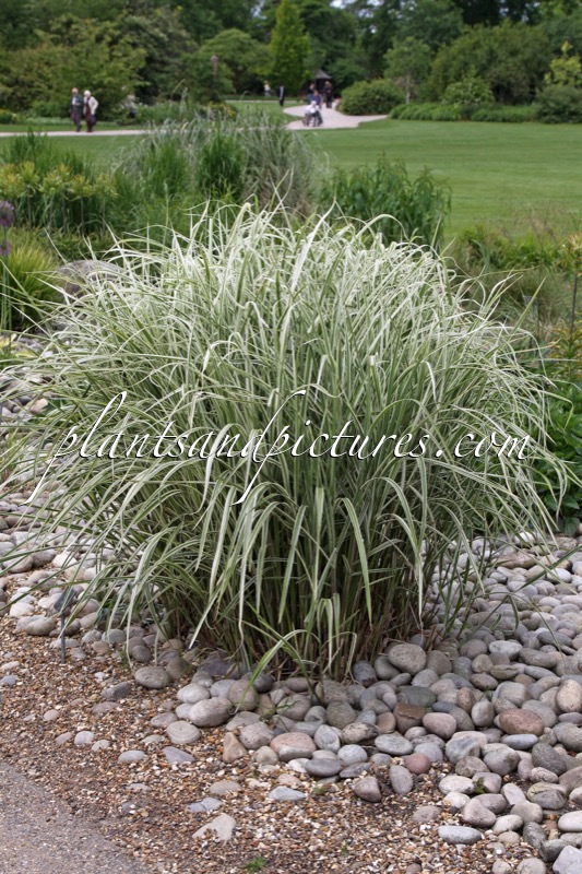 Miscanthus sinensis ‘Rigoletto’