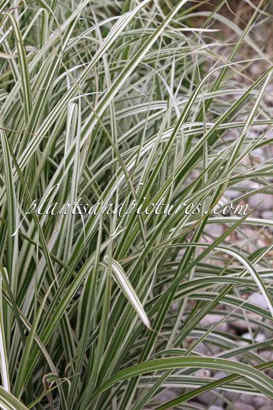 Miscanthus sinensis ‘Rigoletto’