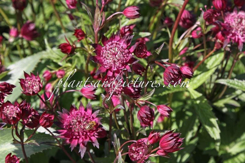 Astrantia major ‘Claret’