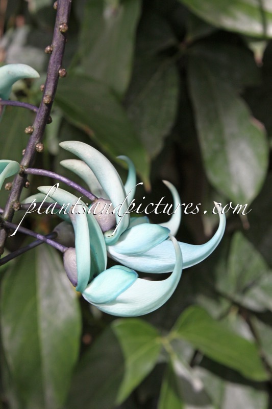 Strongylodon macrobotrys