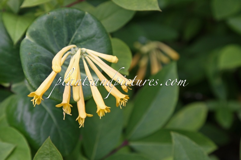 Lonicera sempervirens ‘John Clayton’