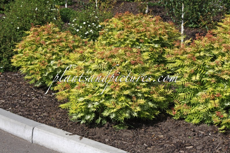 Sorbaria sorbifolia ‘Sem’