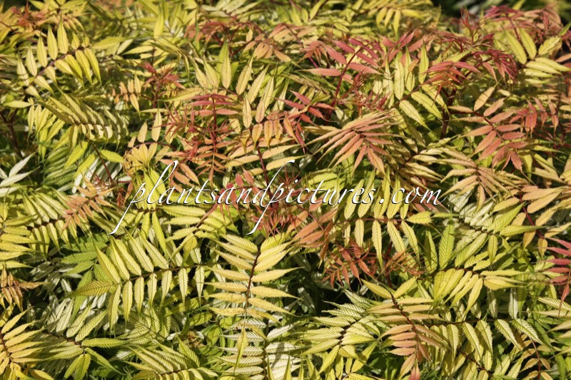 Sorbaria sorbifolia ‘Sem’