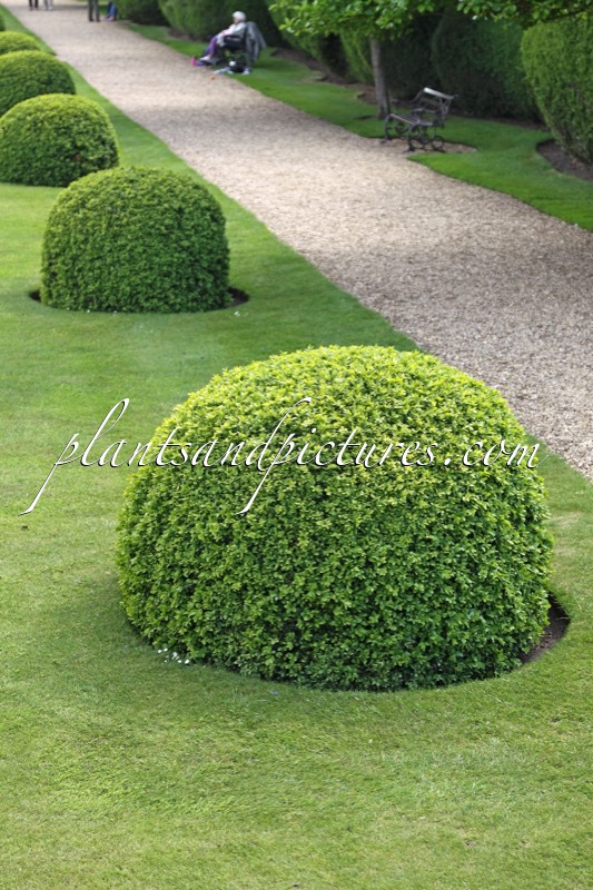 Buxus sempervirens
