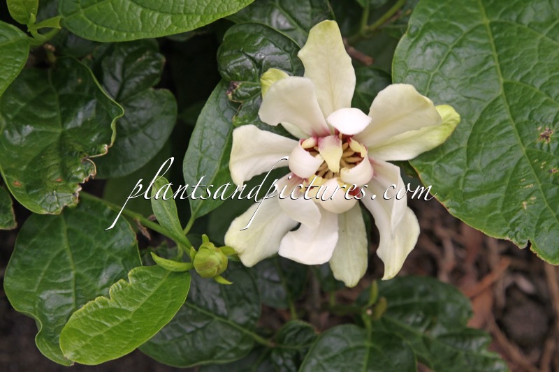 Calycanthus ‘Venus’