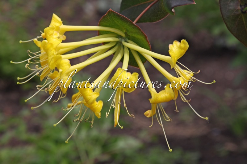 Lonicera tragophylla ‘Yellow Spider’