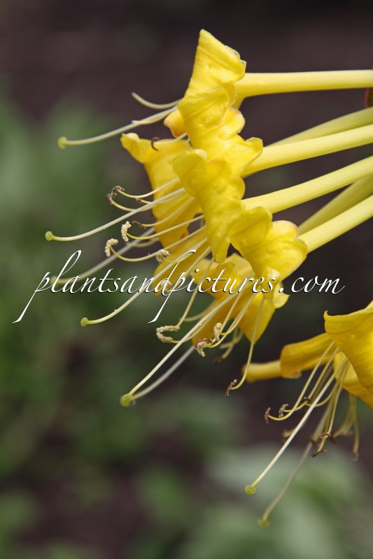 Lonicera tragophylla ‘Yellow Spider’