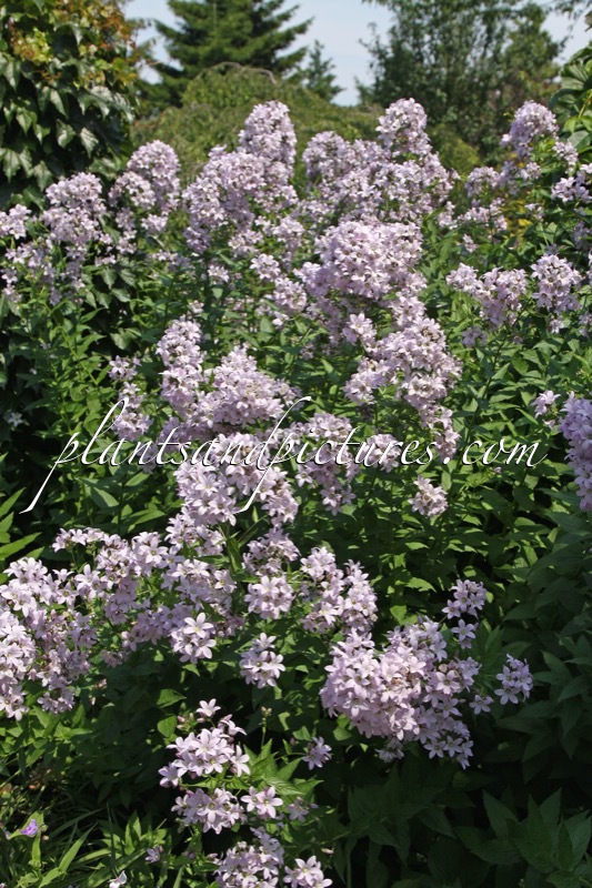 Campanula lactiflora ‘Pouffe’