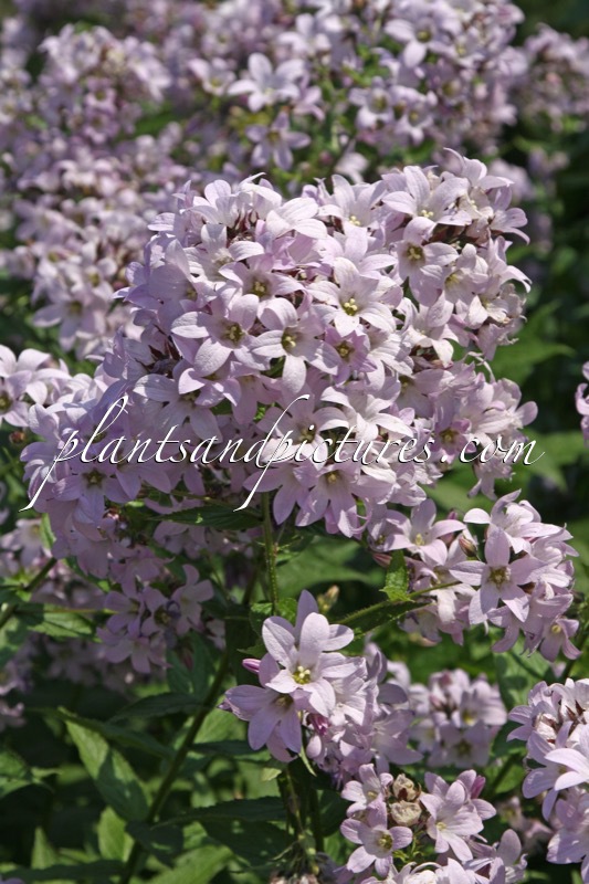 Campanula lactiflora ‘Pouffe’