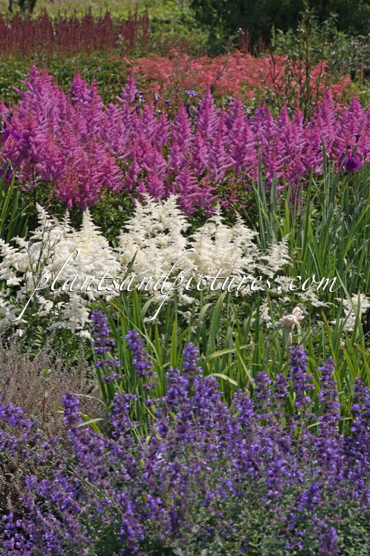 Astilbe
