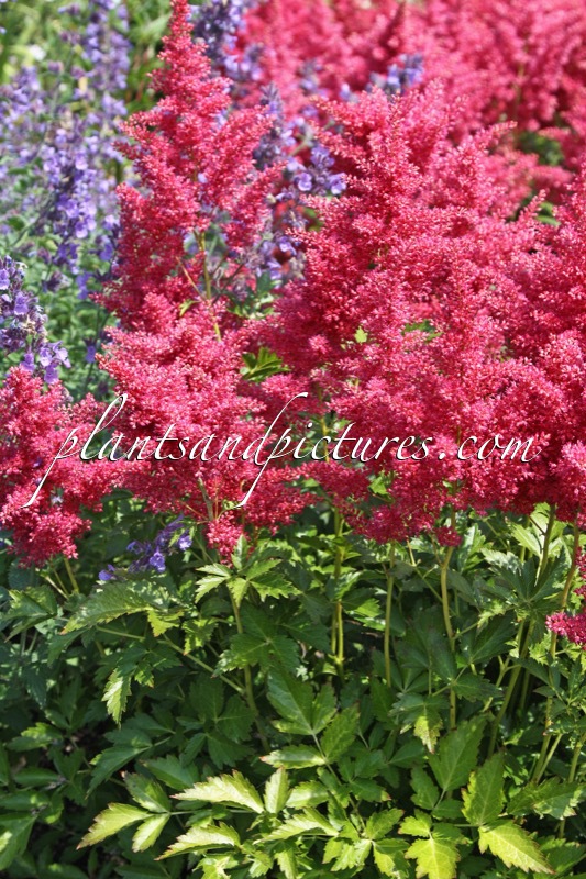 Astilbe ‘Koblenz’