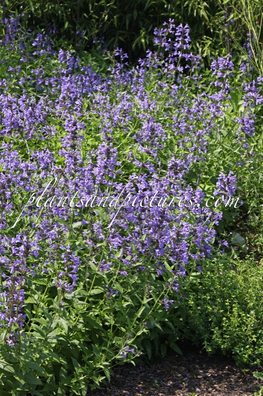 Nepeta sibirica